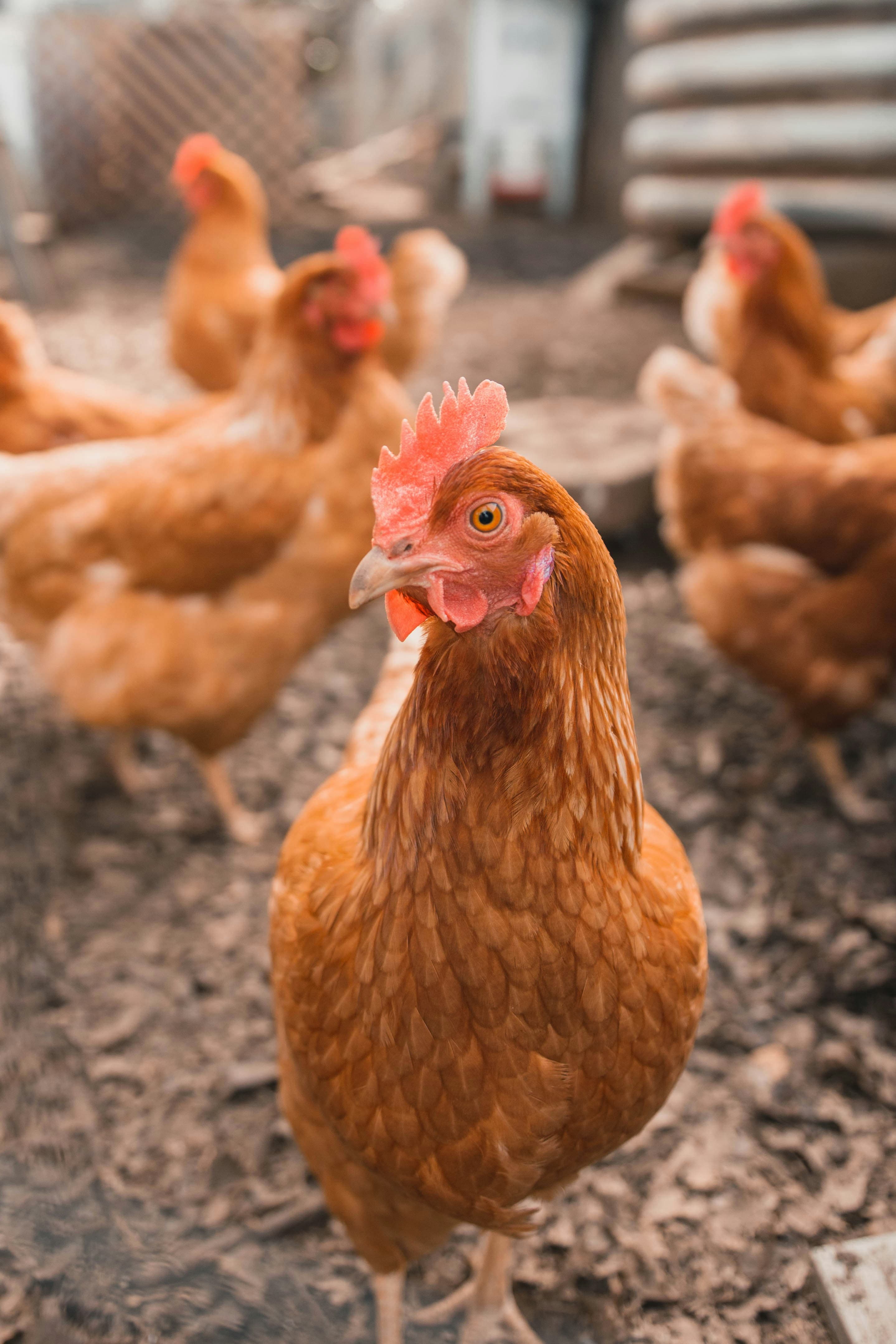 Ovos de Galinha de Campo