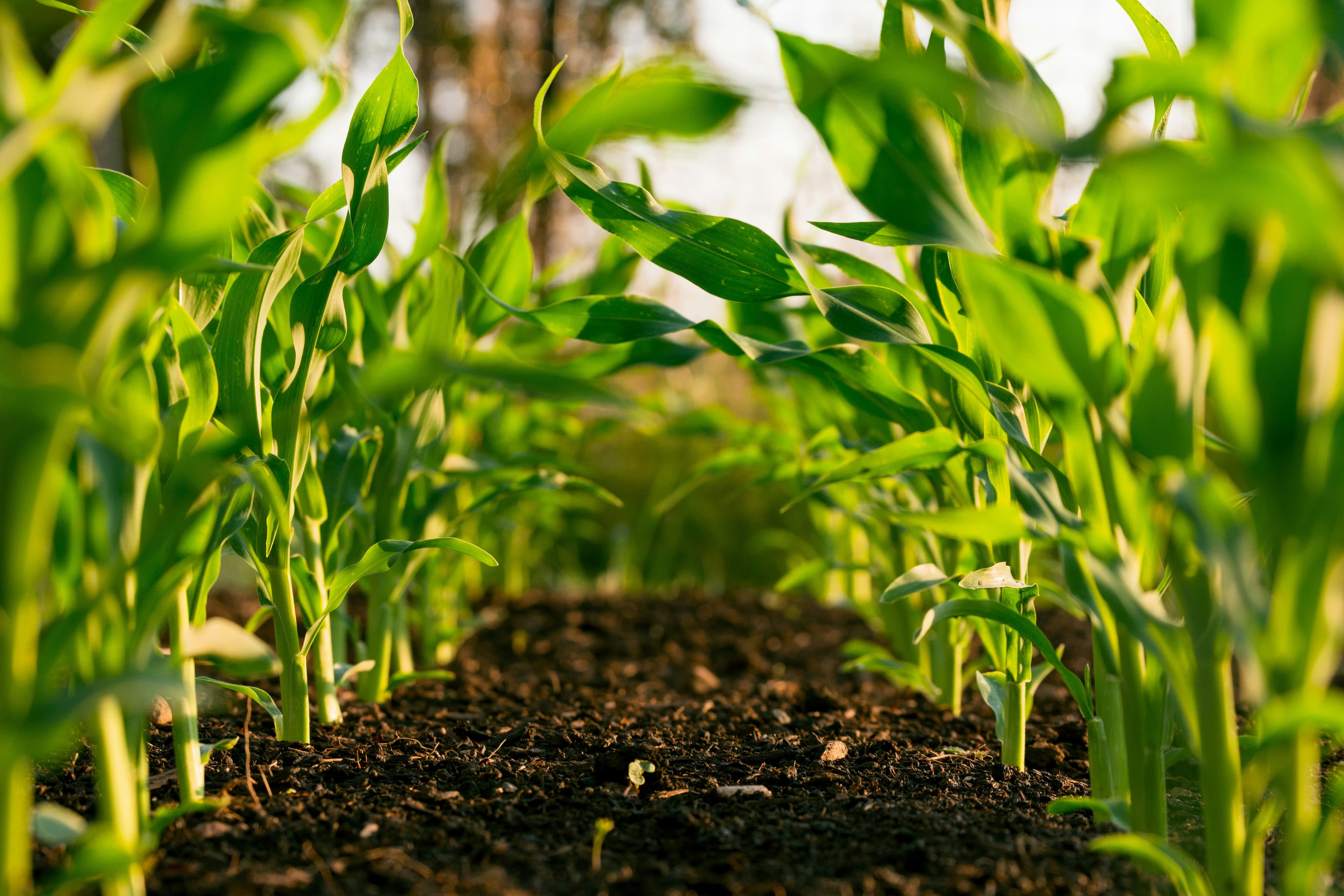 Financiamento Rural: O Que Produtores Devem Preparar